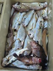 26일 백조기 출조 굿조황입니다 