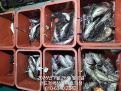 군산 대호피싱 야간 우럭낚시 대박 싸이즈와 마릿수 10분 모시고 다녀왔습니다 