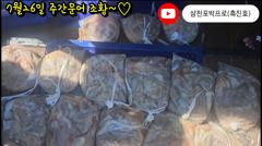 26일 주간문어 선단5척 1500마리 돌파~~!!