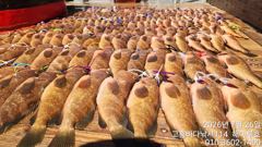 ♥ 붉바리들..이정도는 잡아봐야지요 대박 붉바리조황입니다[2026년07월26일] ◎ 해마루호가 뜨는이유? 조황때문이죠 ◎ 핵심포인트: 바로진입.. 바로히트.. ▣ 차원이 다른 조황으로 모십니다 ▣ 요즘 붉바리낚시가 대세입니다