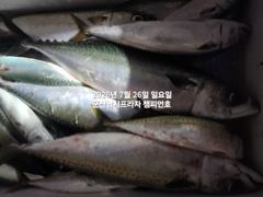 25일, 밤 왕고등어~오늘도 갑니다~전갱이등~~"싸이즈 끝내주는 고등어"~고등어,삼치,등~~~군산 챔피언호