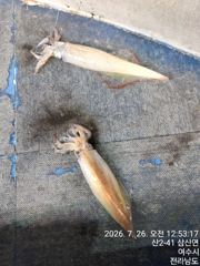 7월26일입항 먼바다대포한치 조항소식 입니다 