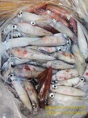 한치 피딩타임! 청기백기~ 바쁘다 바빠~ 8월 갈치 텐빈 예약받습니다