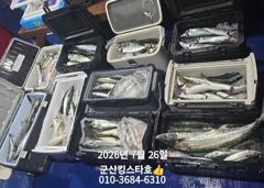 7/25 ▶▶ ■ 군산대일피싱 ■ 킹스타호 야간 고등어 조황 내일 5자리 있습니다. 