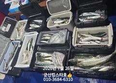 군산킹스타호(7/25)야간고등어 마무리(7/26일출조합니다:예약가능~