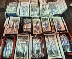 8월부터 준내만 갈치텐빈 출항합니다,예약가능(8월3일부터~)