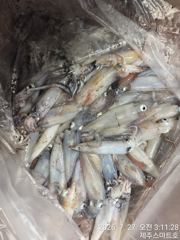 제주스마트호 한치조황 