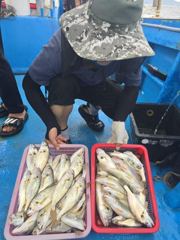백조기대회 조황입니다