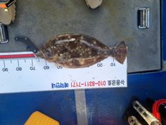[광어조황] 7월 26일 뉴용궁호 (11분출조)조황입니다