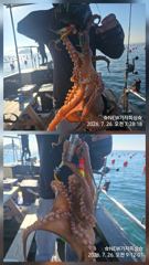 주말돌문어 조황입니다