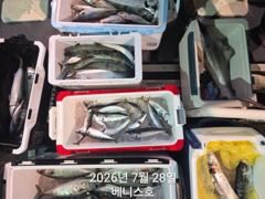 군산 베니스호 고등어,삼치 다잡아 출조 2026.7.27