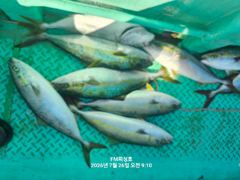 (FM 피싱호 ㅡ참돔흘림)~주말 참돔흘림 갑니다 함께하실 조사님들 초대합니다 