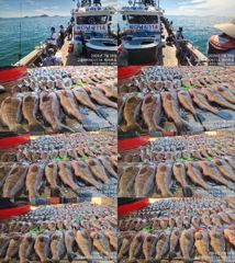 ♥ 붉바리들..이정도는 잡아봐야지요 대박 붉바리조황입니다[2026년07월28일] ◎ 해마루호가 뜨는이유? 조황때문이죠 ◎ 핵심포인트: 바로진입.. 바로히트.. ▣ 차원이 다른 조황으로 모십니다 ▣ 요즘 붉바리낚시가 대세입니다