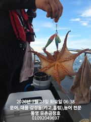 통영 금정호 오전문어 손맛 시원합니다 내일 오전자리 있습니다