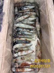 [제주 깊은바당호] 7월 26일 한치 조황입니다