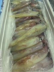 왕한치늦게피~딩먹물잔치70수외~씨알굿손맛짱!!!