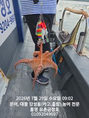 통영 금정호 문어 손맛 좋습니다 내일 오전오후 자리있어요