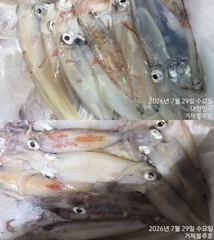 [거제블루] 거제권한치 여전히 씨알만큼은 굿!!!쿨러조황  내일 졸업식 예약가능~~