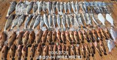 [민어] [나로도 외수질 시즌!] 대형민어, 붉바리 사이즈~마릿수 호조황!! [금,일 자리여유~문의010-4848-0776]