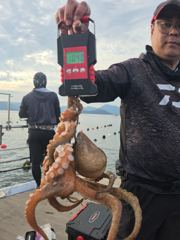 키로급 포함 주야 문어  꾸준하게 