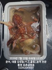 통영 금정호 오전문어 묵직한조황!! 내일오전 오후자리있습니다