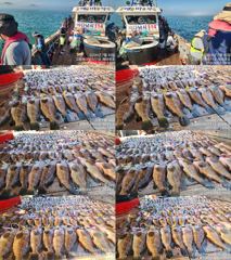 ♥ 붉바리들..이정도는 잡아봐야지요 붉바리조황입니다[2026년07월30일] ◎ 해마루호가 뜨는이유? 조황때문이죠 ◎ 핵심포인트: 바로진입.. 바로히트.. ▣ 차원이 다른 조황으로 모십니다 ▣ 요즘 붉바리낚시가 대세입니다