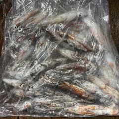 7월 30일 야간 한치낚시(반타임) 조황