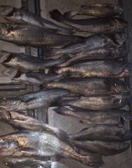 7월30일야간 야간 민어조황