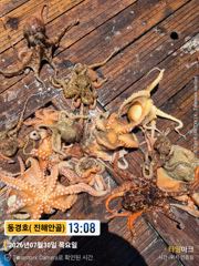 동경호 ~ 30일돌문어 실시간조황( 금욜예약가능)