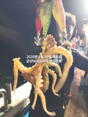 30일, 한밤에 낚이는 군산문어~실시간~~야간문어 매일 갑니다~군산 챔피언호