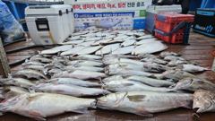 격포 블루스카이호 민어부터 다양하게 매우 푸짐합니다~~!!!!!