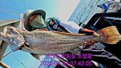 7월31일! 대물민어! 오전실시간조황!