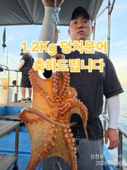 삼천포 마린보이 7. 30. 목요일 야간문어 풍성하게 뜯고 왔습니다.