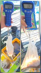 [곤리 풍화]궁항레저 문어 조황입니다!