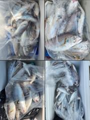 26년 8월1일 대천항 럭키세븐호 "백조기-가족낚시" 주말 함께 해주신 조사님들께 감사드리며, 더위에 고생많으셨습니다.
