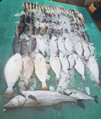 8월1일 먼바다외수질