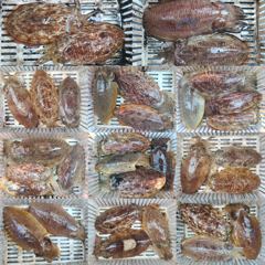 8월1일 페라리호 왕갑이 조황