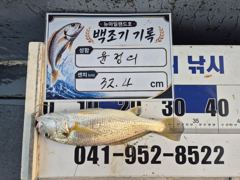 8월 1일 홍원항 뉴아일랜드호 씨알대박 화이트굴비 실시간 조황! 30cm급 백조기 연속 입질!