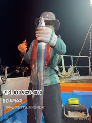 지난밤 갈치.조황