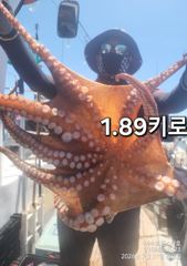 여수돌문어 ㆍ1.9K1.8K1.7K1.7K1.6K1.6K1.6K등등