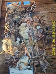 7월26일 조황