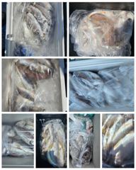 8월1일(토) 오천항 비엔나호 백조기 조황
