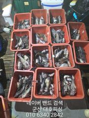 군산 대호피싱 야간 우럭낚시 대박 싸이즈 마릿수 대박 조황