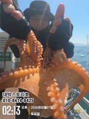 사량도 돌문어 아직도 hot~