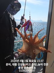 통영 금정호 문어손맛 시작합니다 내일 오전타임 자리있어요