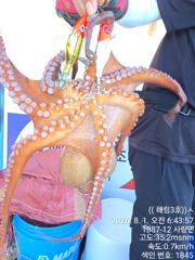 (((해림3호)))토요일 돌문어 조항입니다