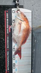 삼길포 천마호 8월1일~월4일 타이라바 몰아서 올리는 조황~