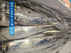 ＜＜통영 뉴명륜호＞＞ 8월 시즌 스타트!!! 씨알급 大갈치 쿨러가득^^ (예약문의 010-7100-1685)