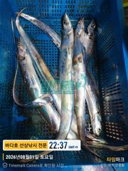 8월1일 왕갈치 조황내일 부터 자리여유~~