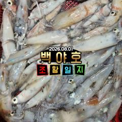 08.01 제주 백야호 한치 조황일지